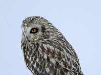 IMG 2200c  Short-eared Owl (Asio flammeus)
